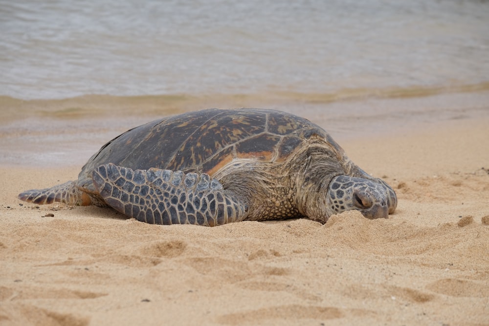 Schwarze und braune Meeresschildkröte tagsüber auf braunem Sand