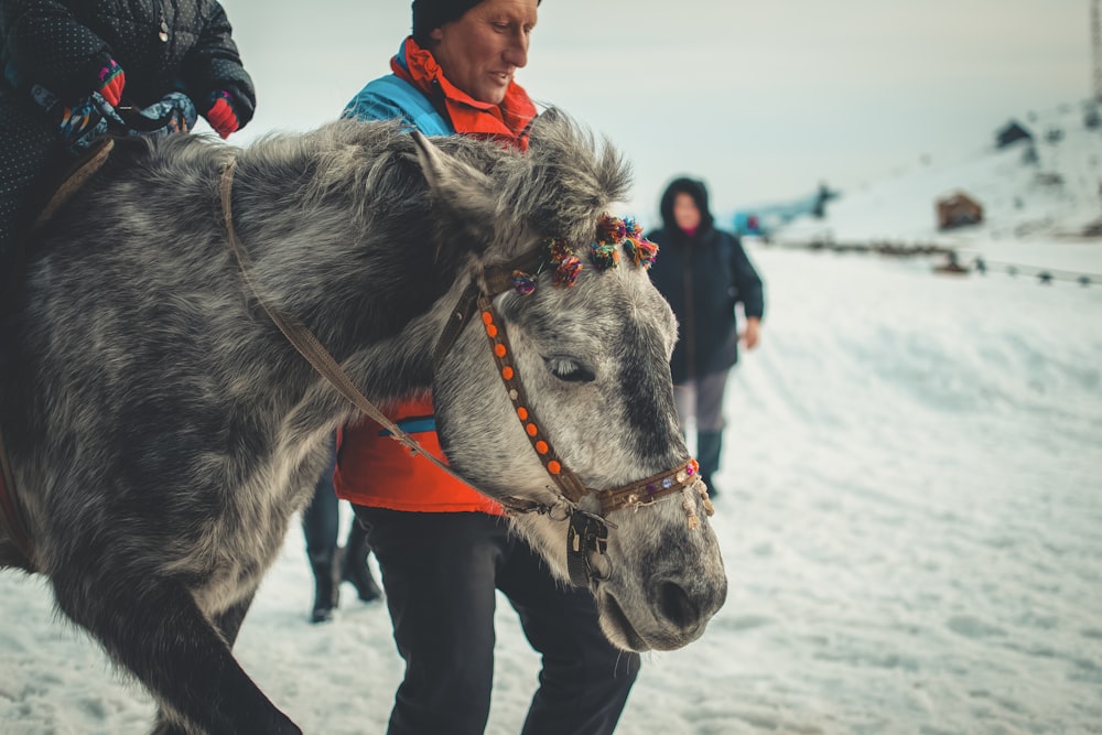 selective focus photography of horse near man standing