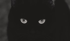 Black Glow Collar