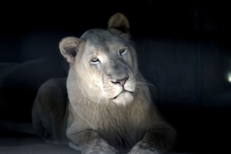 A majestic white lion lies gracefully, its fur gleaming softly against the dark background. The lion's serene expression and focused gaze create a captivating and powerful presence.