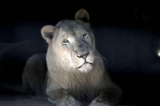 A majestic white lion lies gracefully, its fur gleaming softly against the dark background. The lion's serene expression and focused gaze create a captivating and powerful presence.
