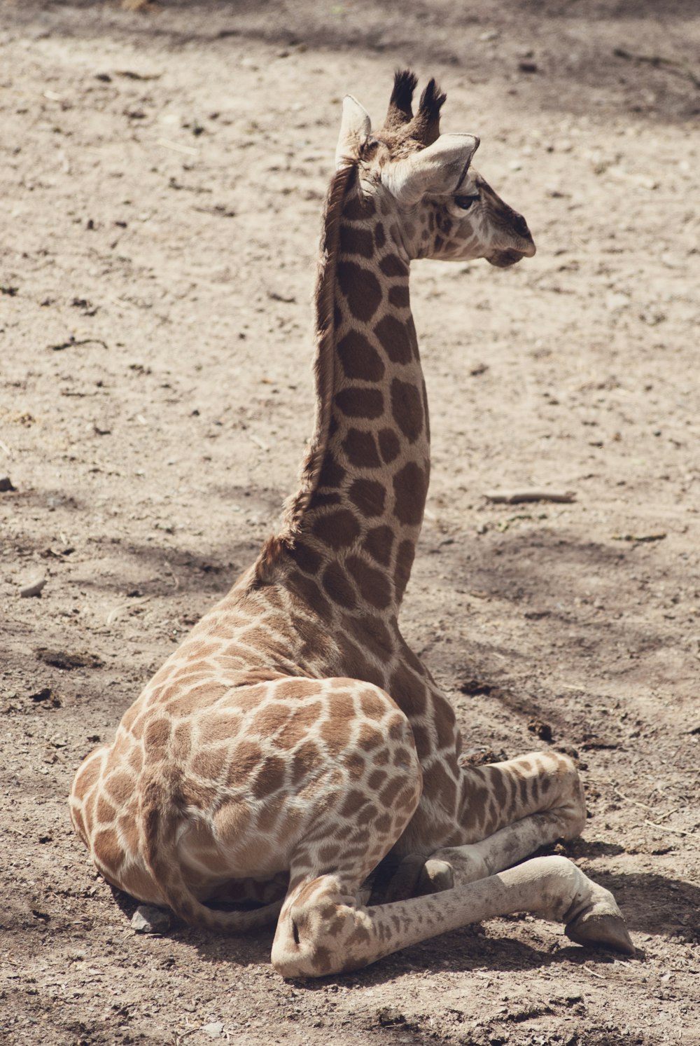 giraffe calf lying on brown soil during daytime