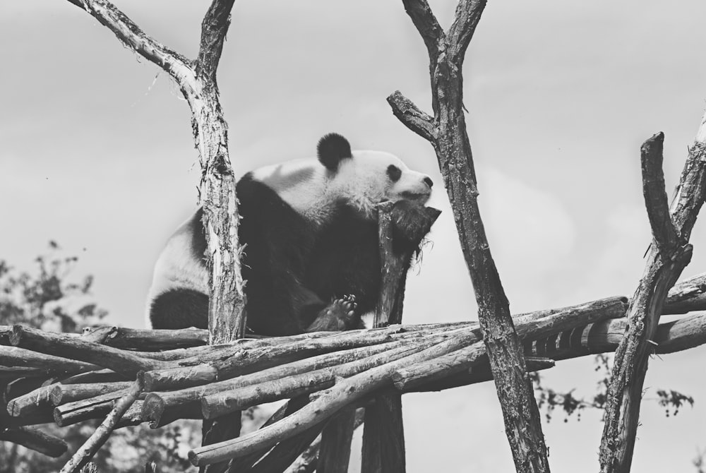 grayscale photography of panda on top of a tree