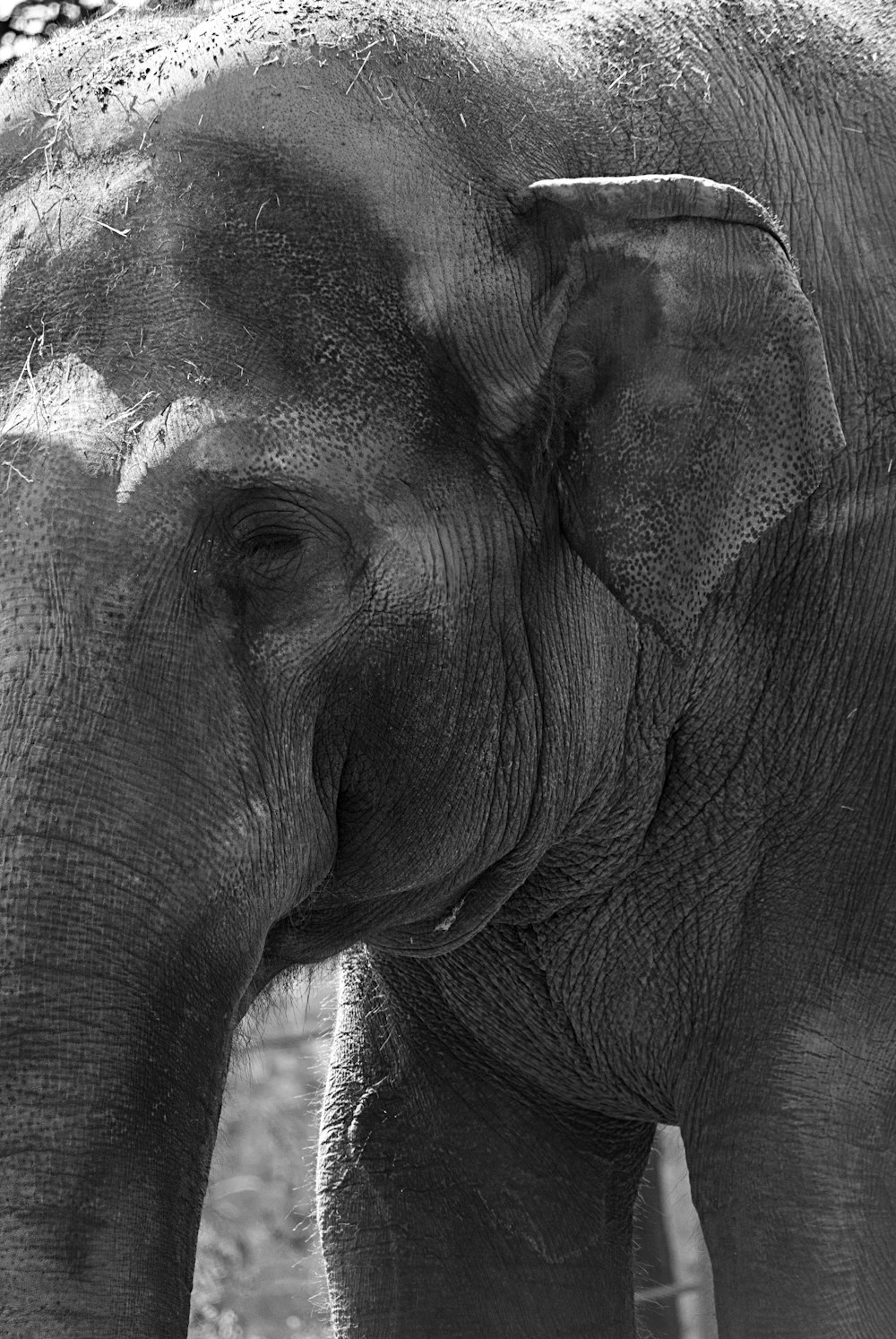 closeup photo of elephant