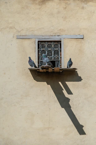 Pigeon net stretched across a large window, showing the neat and professional installation.
