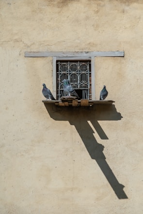 Wide shot showing a large window covered with Junia Safety Nets' pigeon netting in bangalore