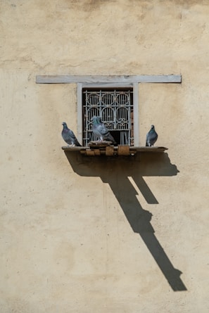 Technician from Junia Safety Nets fitting a pigeon net on a window frame in nagarbhavi
