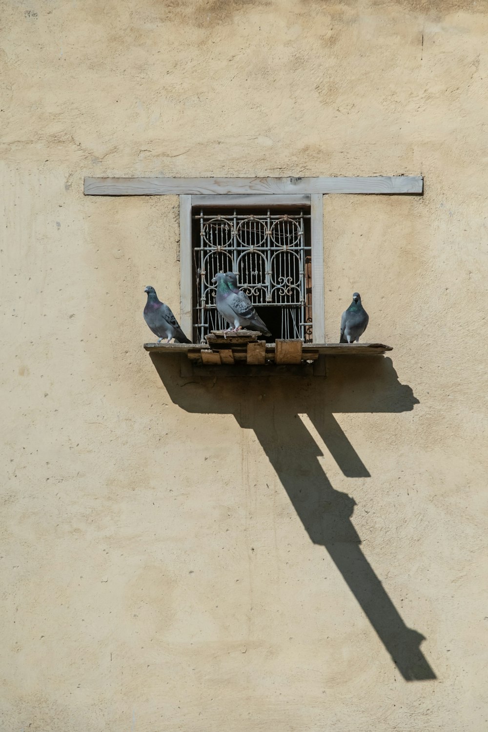 three pigeons on brown wooden ledge on window