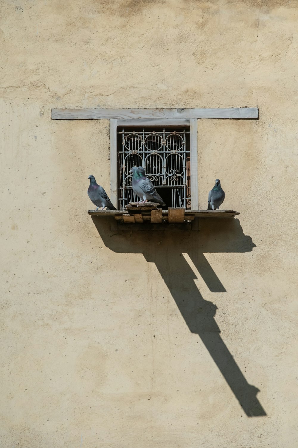 trois pigeons sur un rebord en bois brun sur une fenêtre