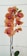 An elegant stem of orange orchids with pink centers stands upright against a light background. The flowers are in full bloom, displaying vibrant colors and intricate petal details. A green bud is visible at the top of the stem, while a single dark green leaf and a branded tag are at the base.