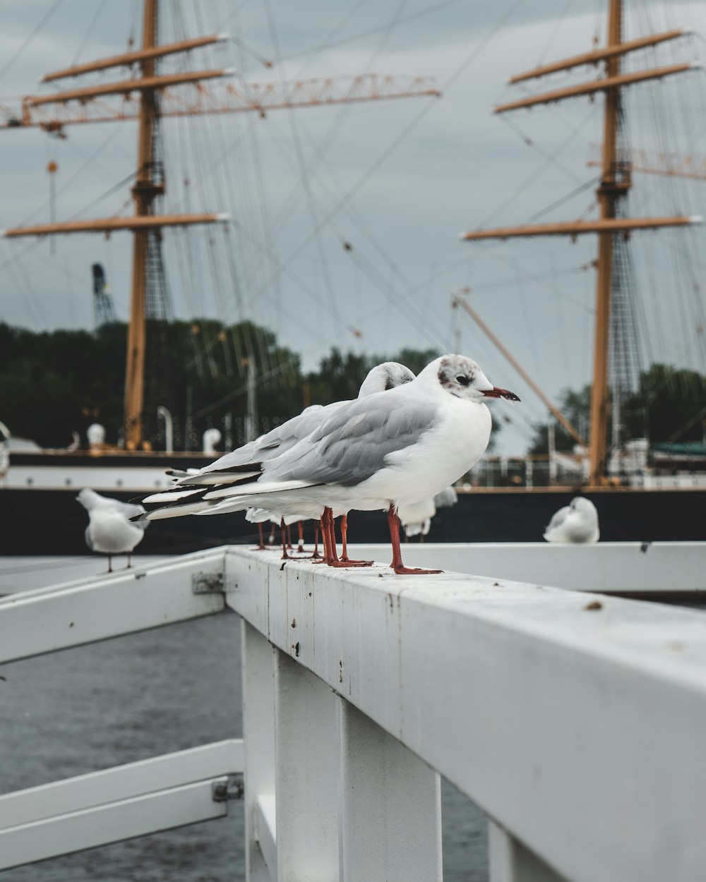 two white-and-gray birds on white metal railings