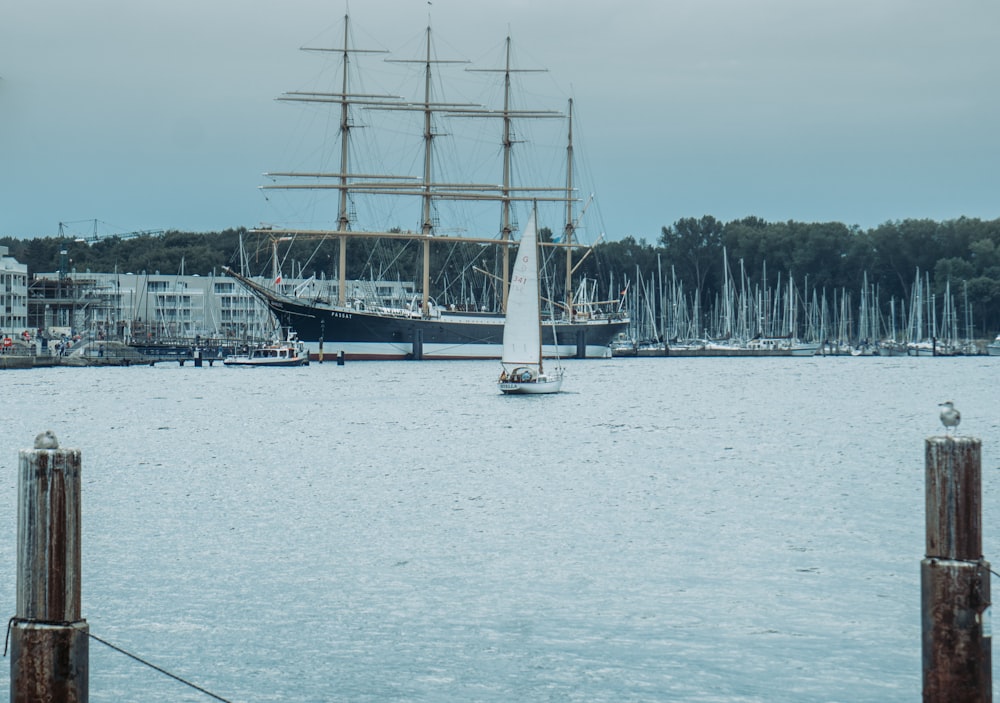 barca a vela sull'acqua vicino agli alberi