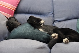 A black dog is lounging on a blue sofa, comfortably nestled among cushions. The dog's paws are stretched out as it lies on its back, showing a relaxed posture. The sofa features different colored cushions, including blue and striped pink designs.