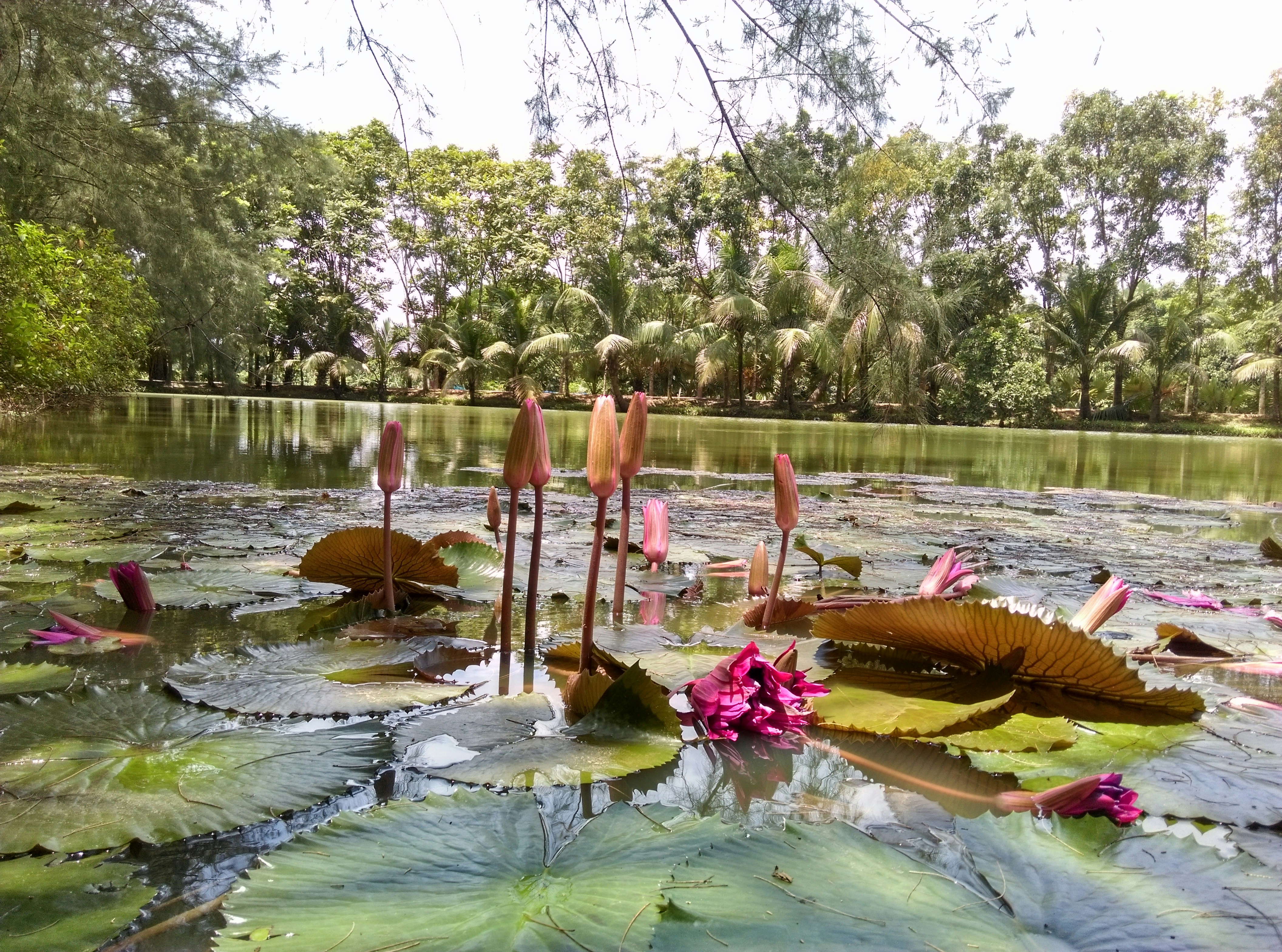 Mattu Pongal Kolam Images & Heartfelt Wishes to Share 2026