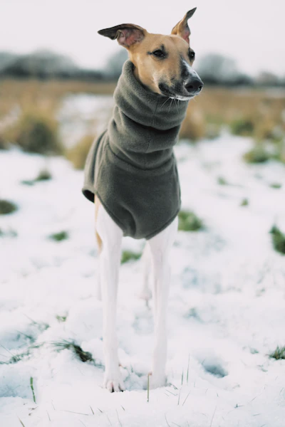Clover in her snood on a snowy morning