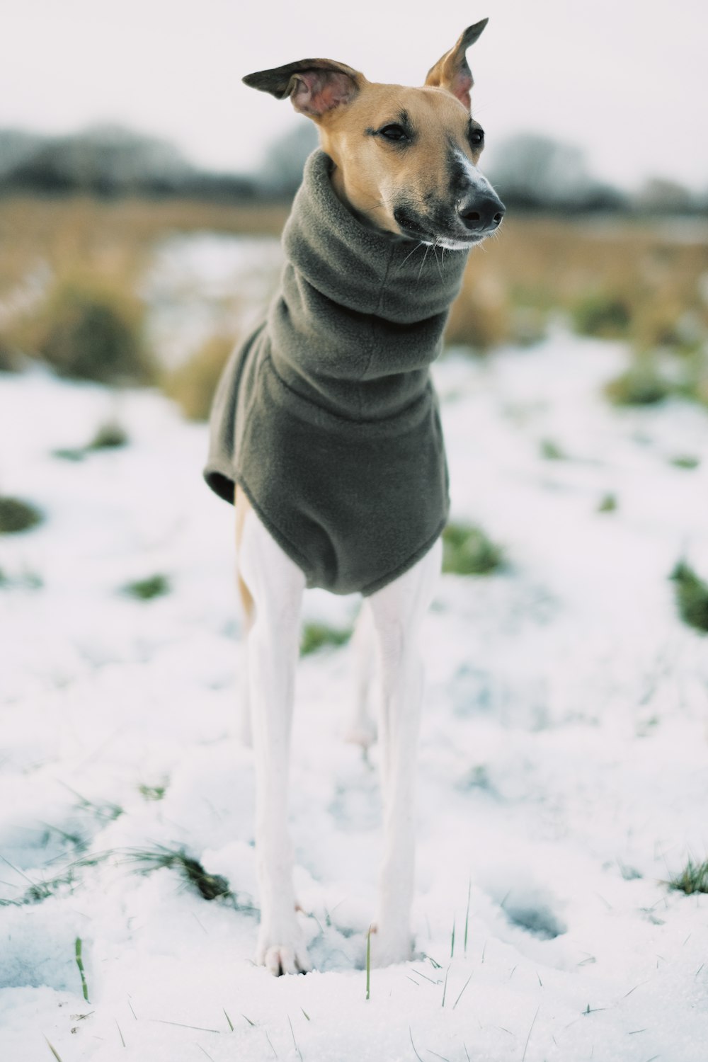 gray and white dog wrapped with gray textile on snow field during daytime