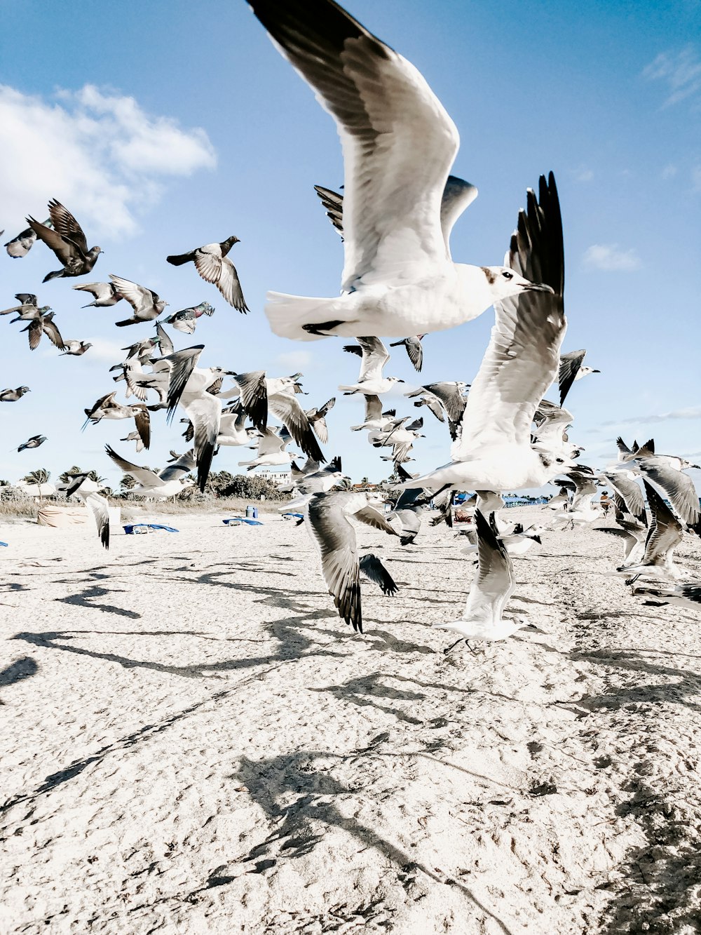 flock of birds in flight