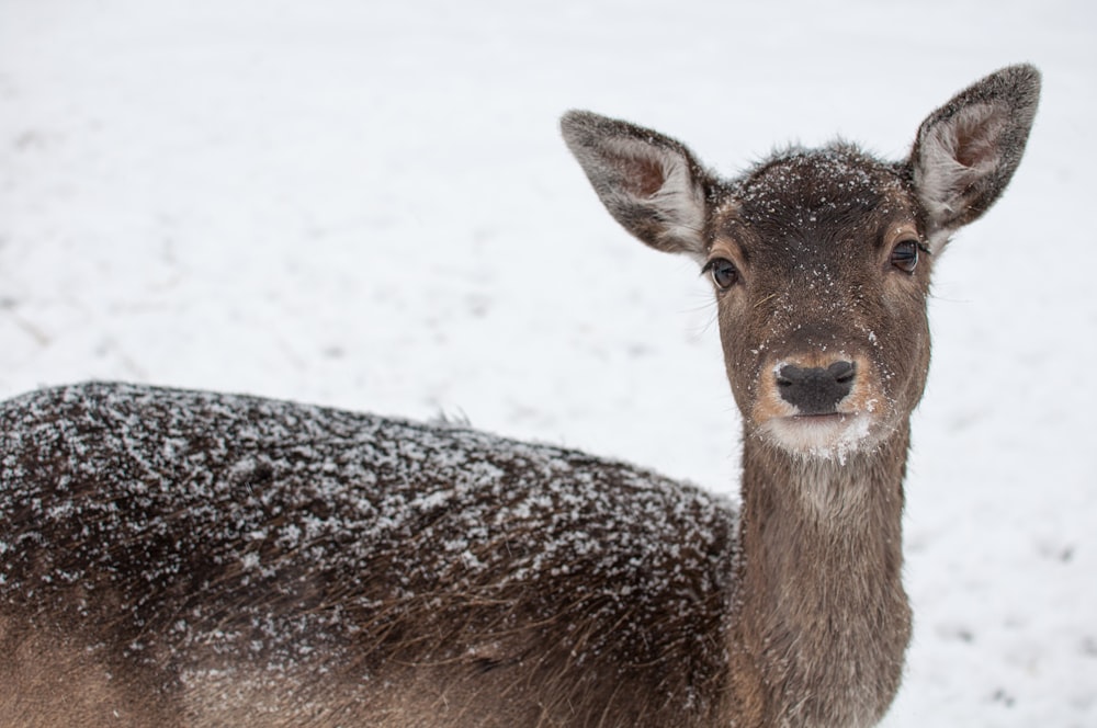 brown deer