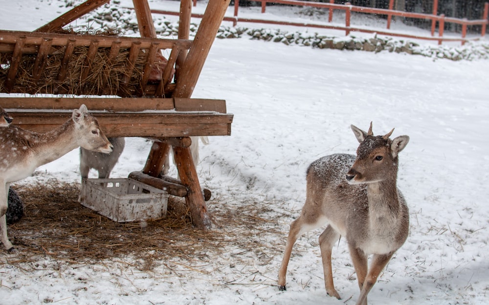 two brown deer on brown wooden shed