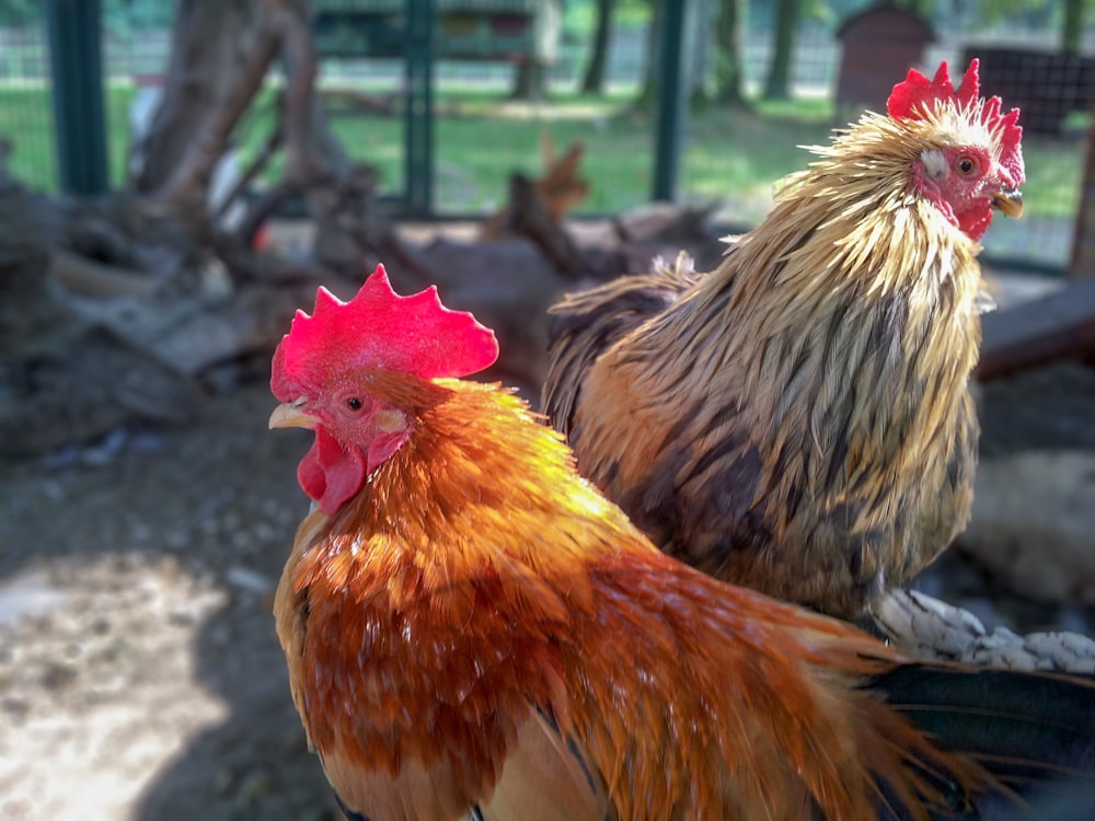 주황색과 노란색 닭 두 마리의 클로즈업 사진