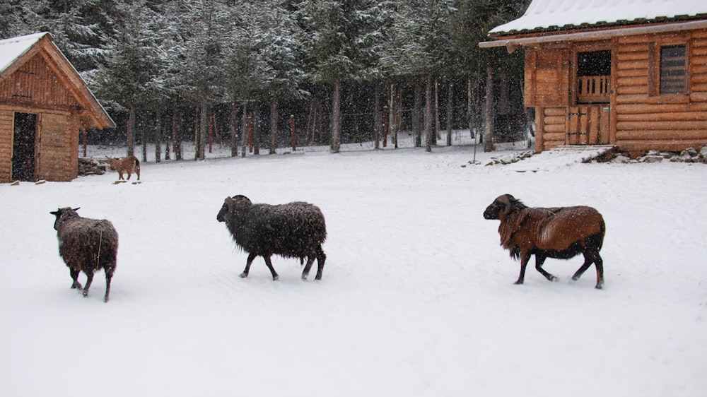 brown goats on snow