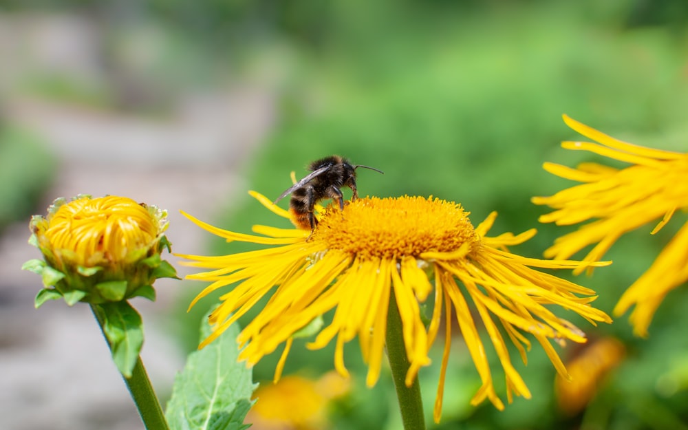 bee perching on sunflower nectar