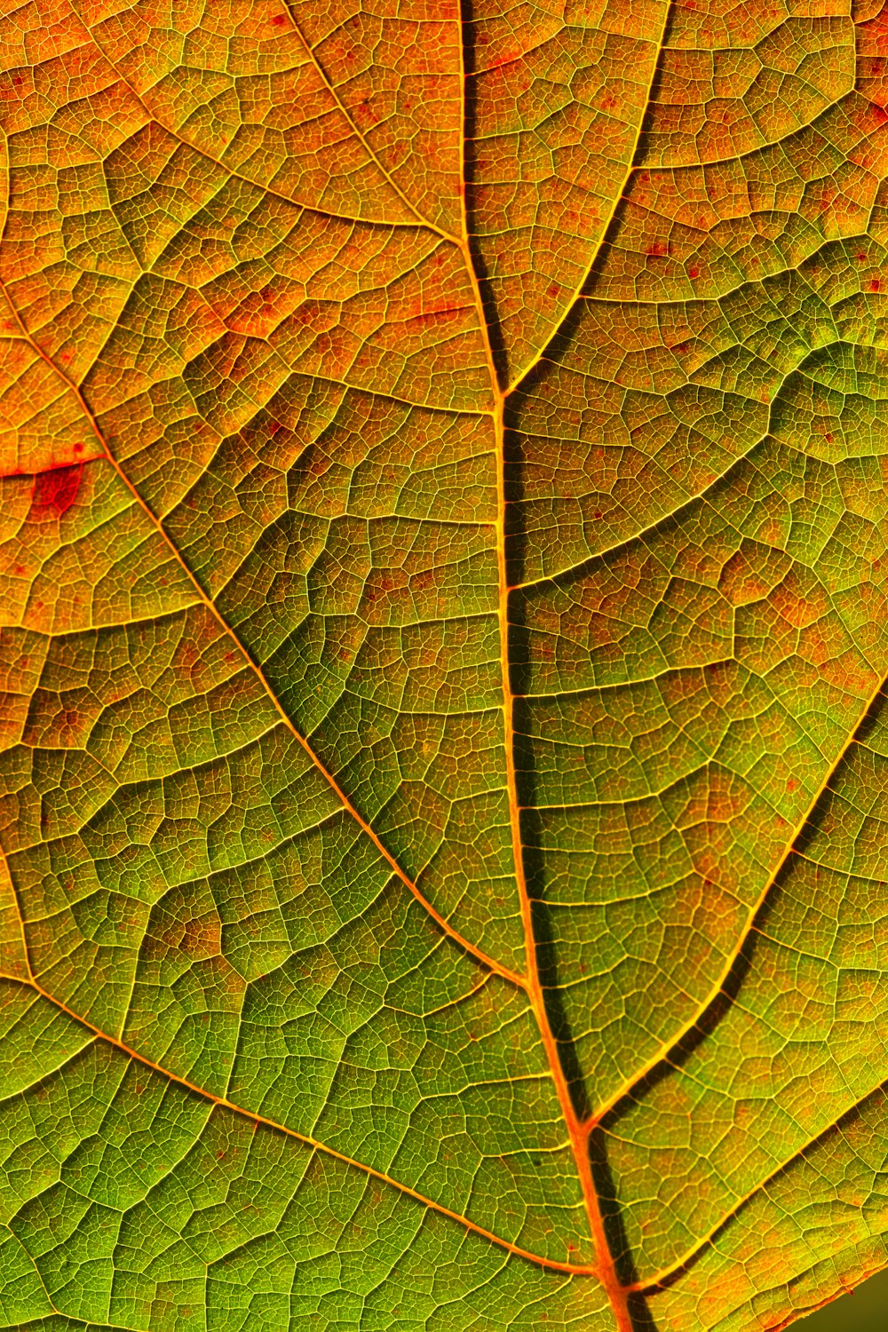 green and orange leaf