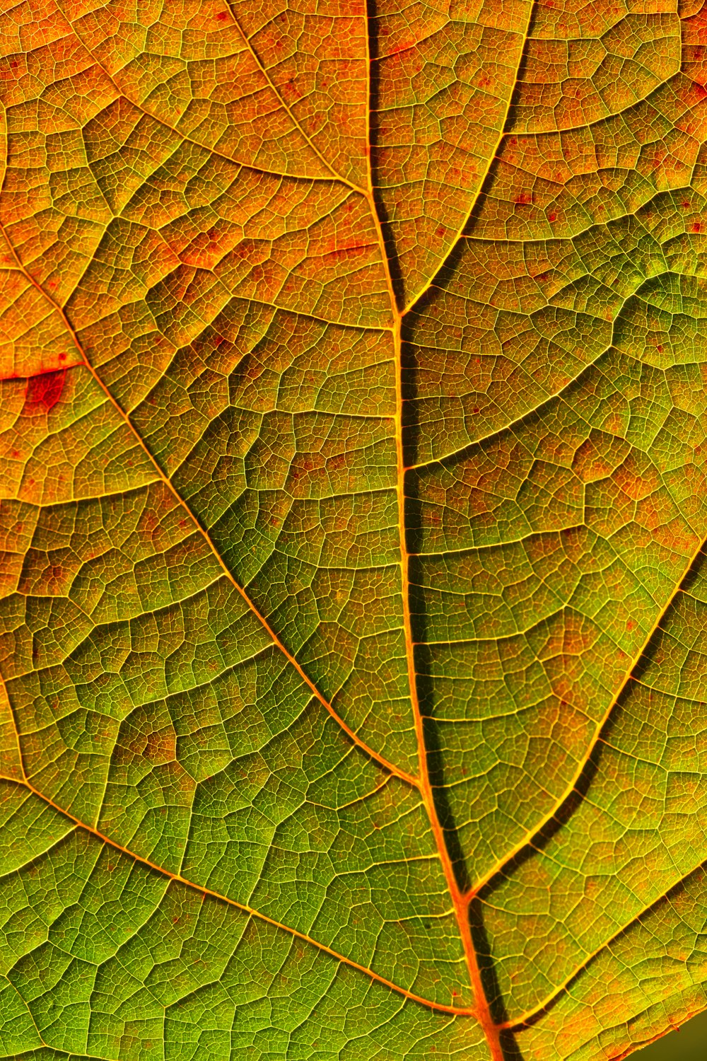 folha verde e laranja