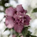 close-up photography of purple-petaled flower