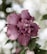 close-up photography of purple-petaled flower