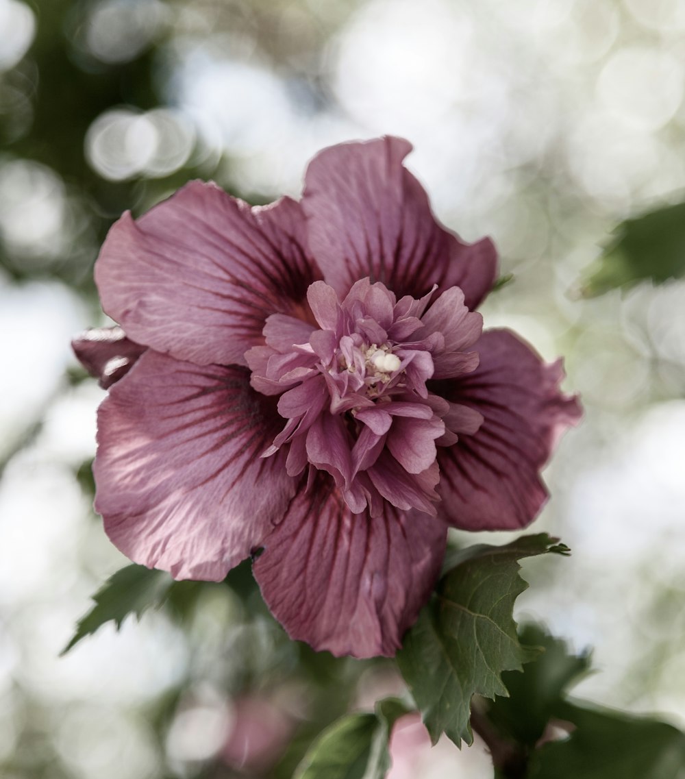 fotografia ravvicinata di un fiore dai petali viola