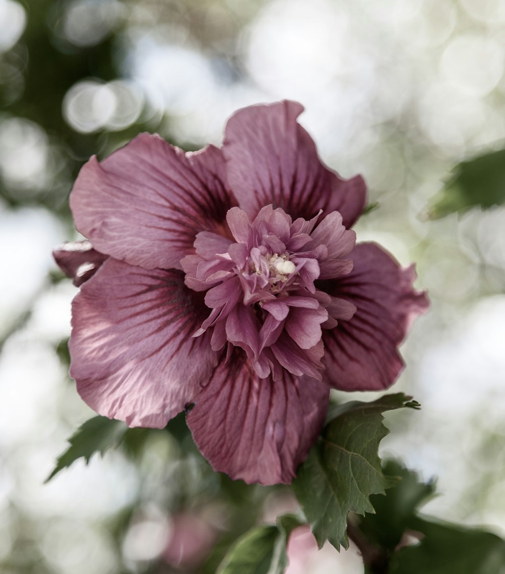 close-up photography of purple-petaled flower
