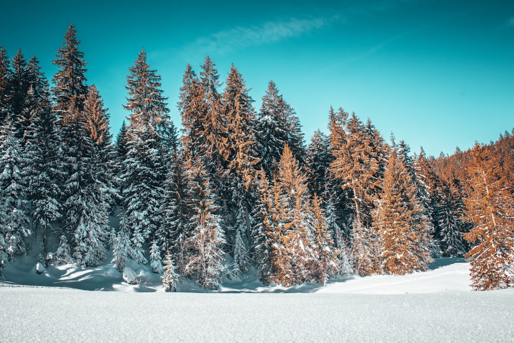 snow-covered brown trees