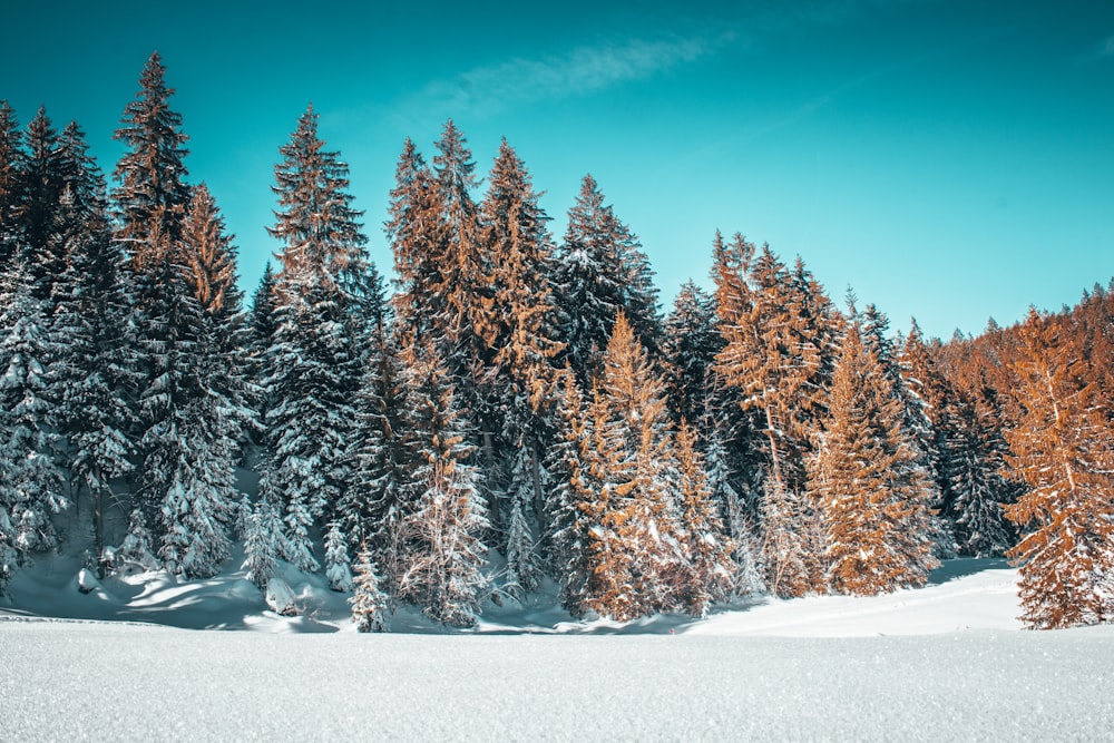 árboles marrones cubiertos de nieve