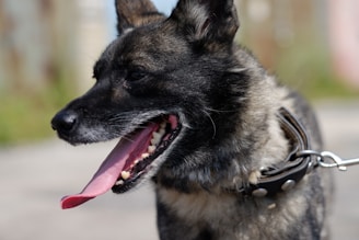 shallow focus photo of black and gray dog