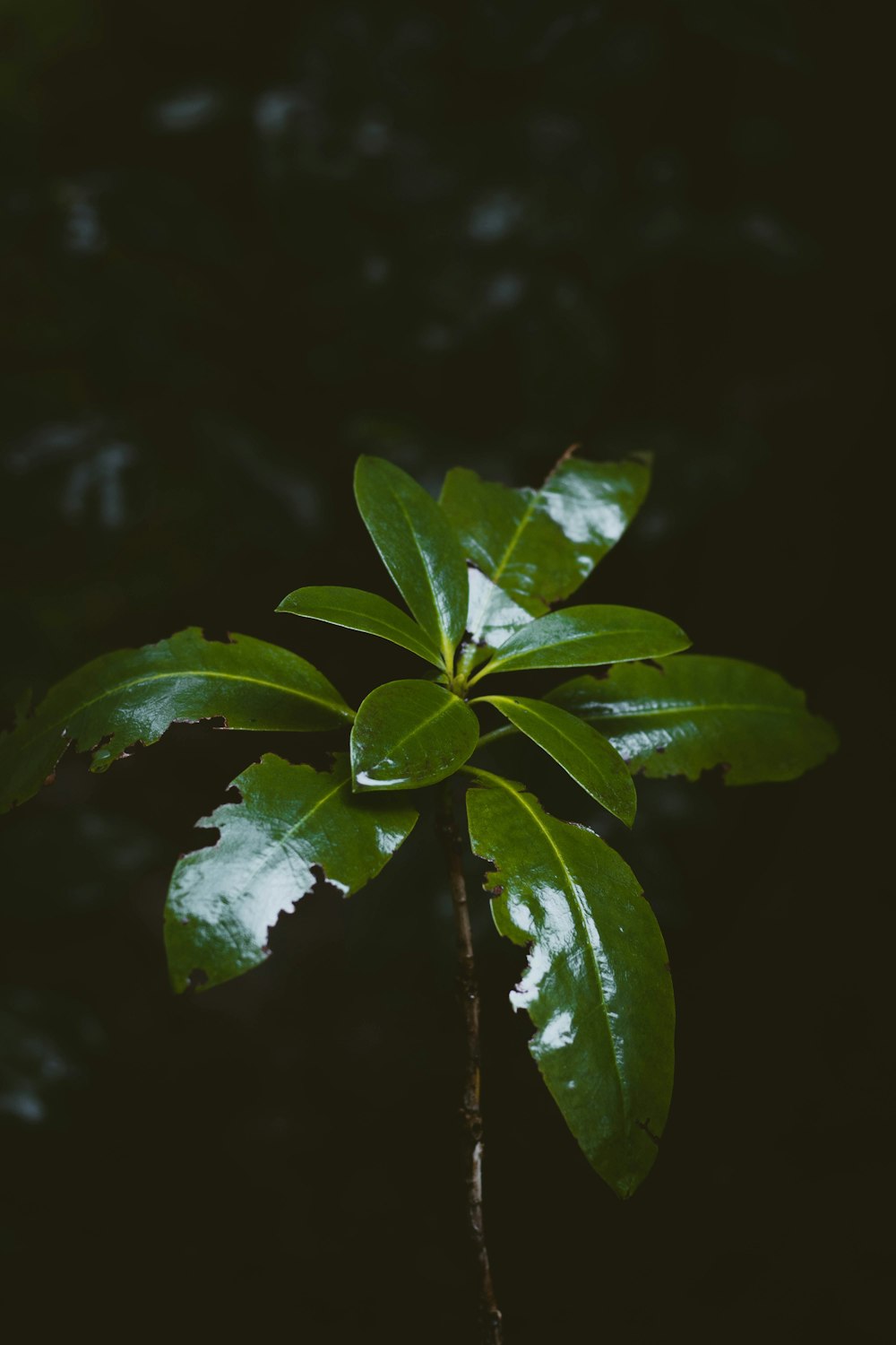 a plant with green leaves on a dark background