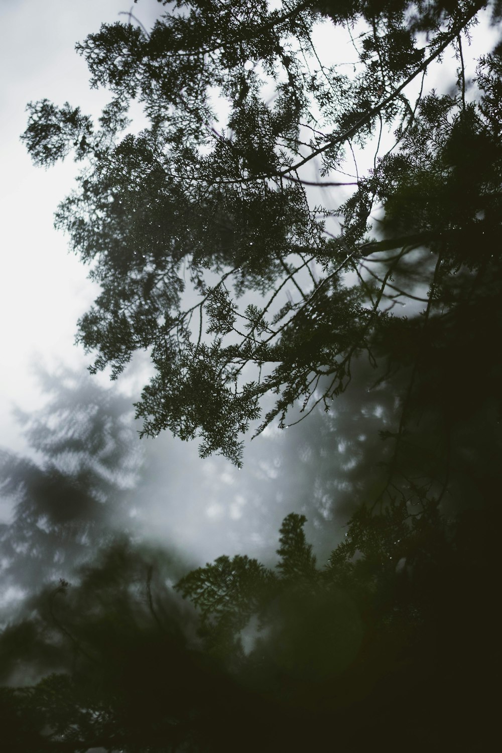 green-leafed tree