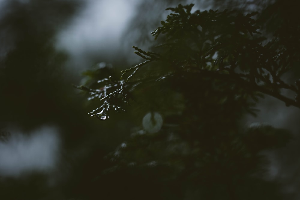 a tree branch with drops of water on it