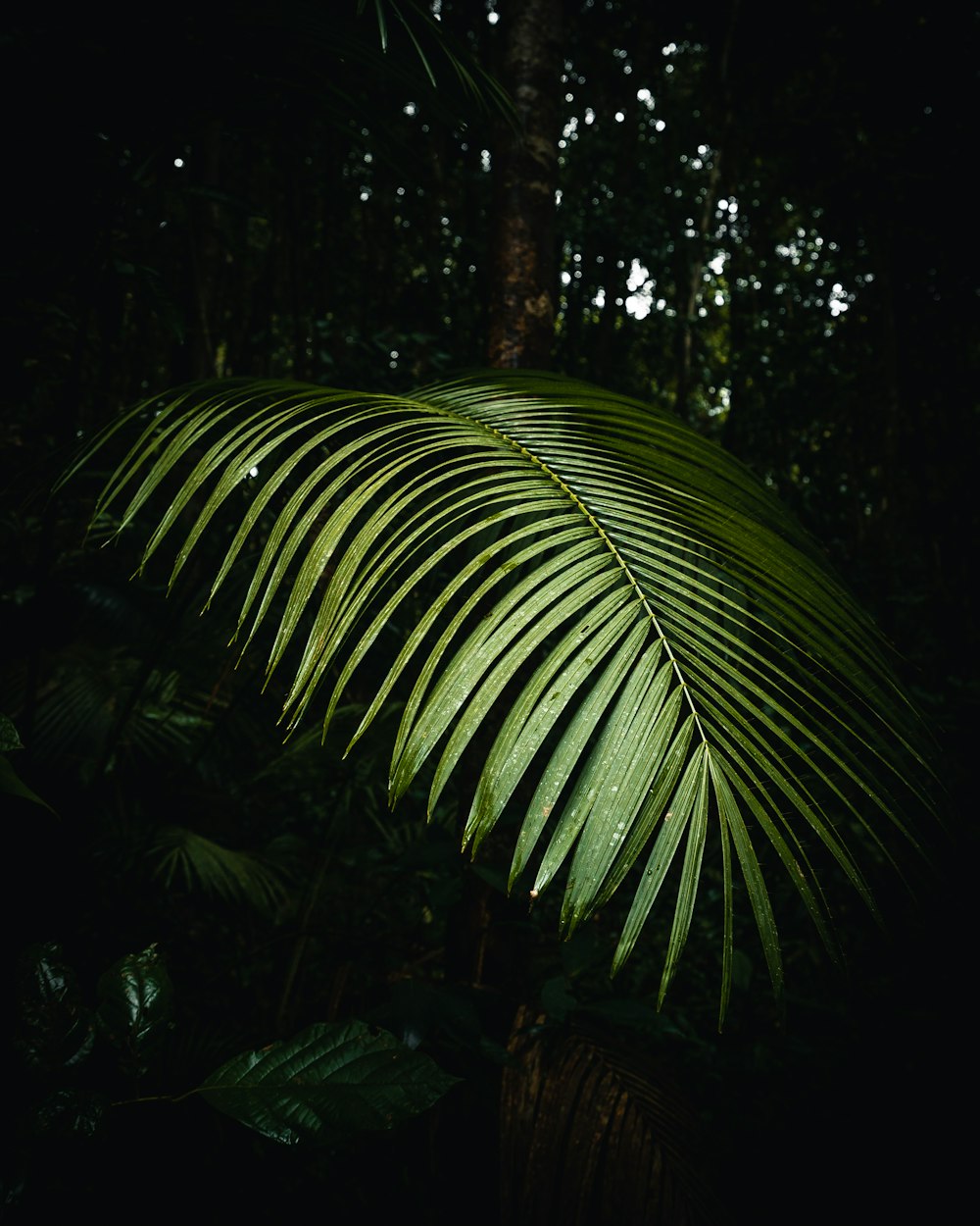 selective focus photography of green palm tree leaves