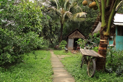 Pathway lined with sugarcane plants leading to the homestay entrance.