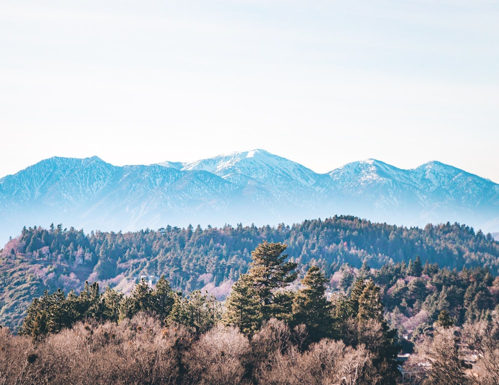 trees with mist mountain range under white sky during daytime