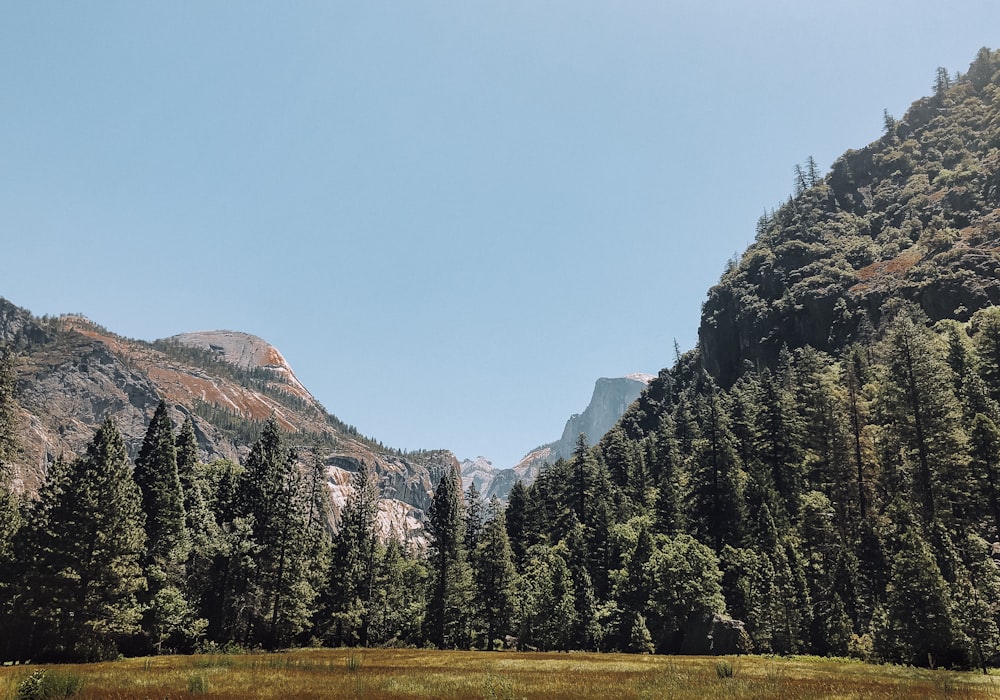 green pine trees