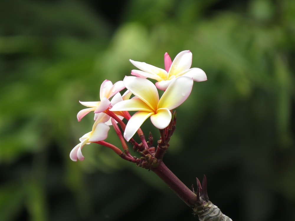 white plumeria flower