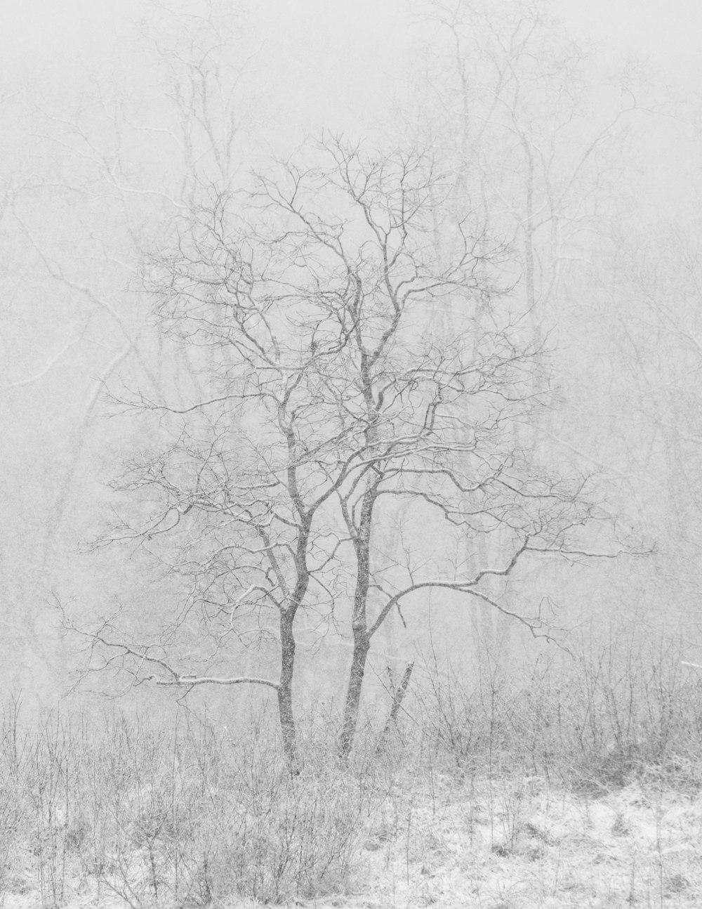 albero innevato di giorno