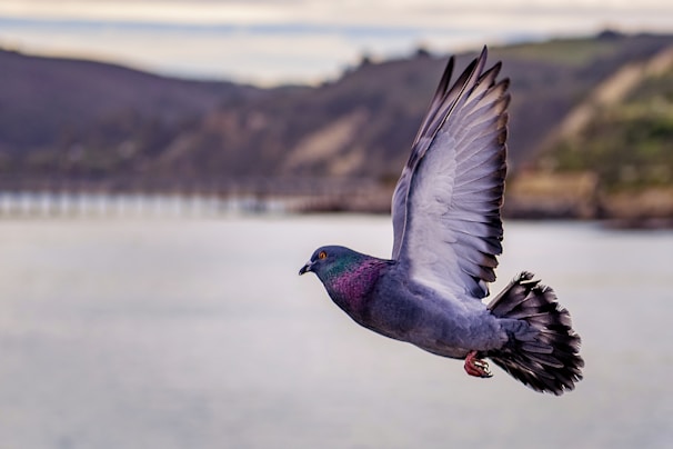 grey pigeon on flight above the lake