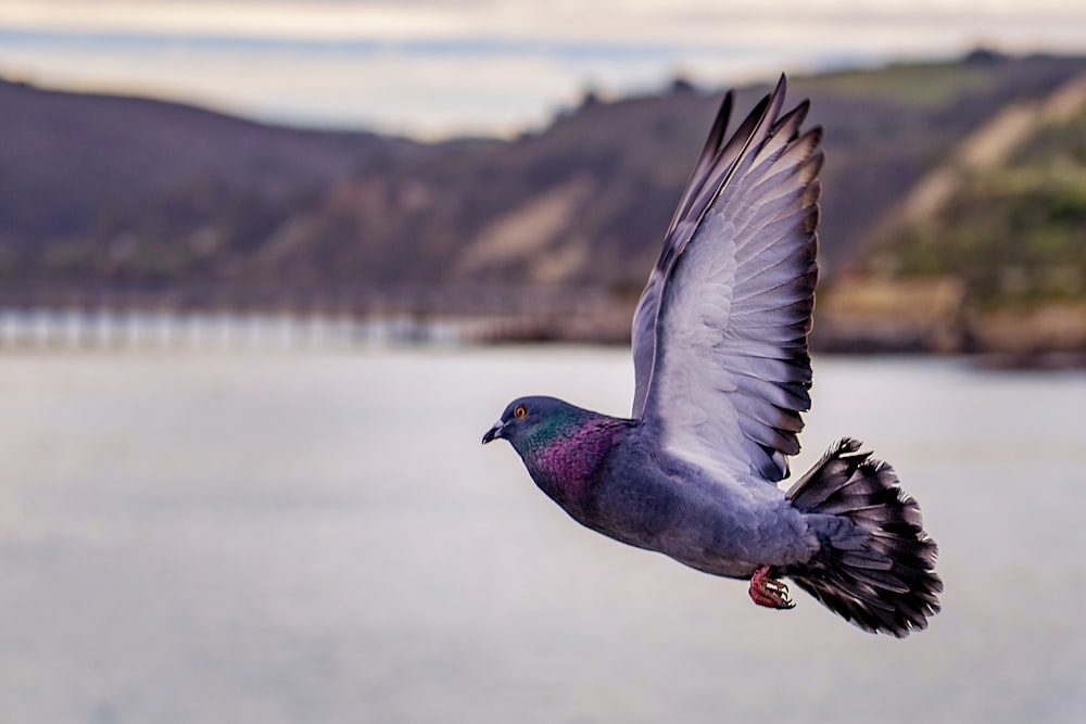 Pombo cinzento em voo acima do lago