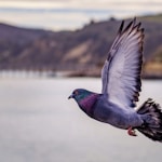 grey pigeon on flight above the lake