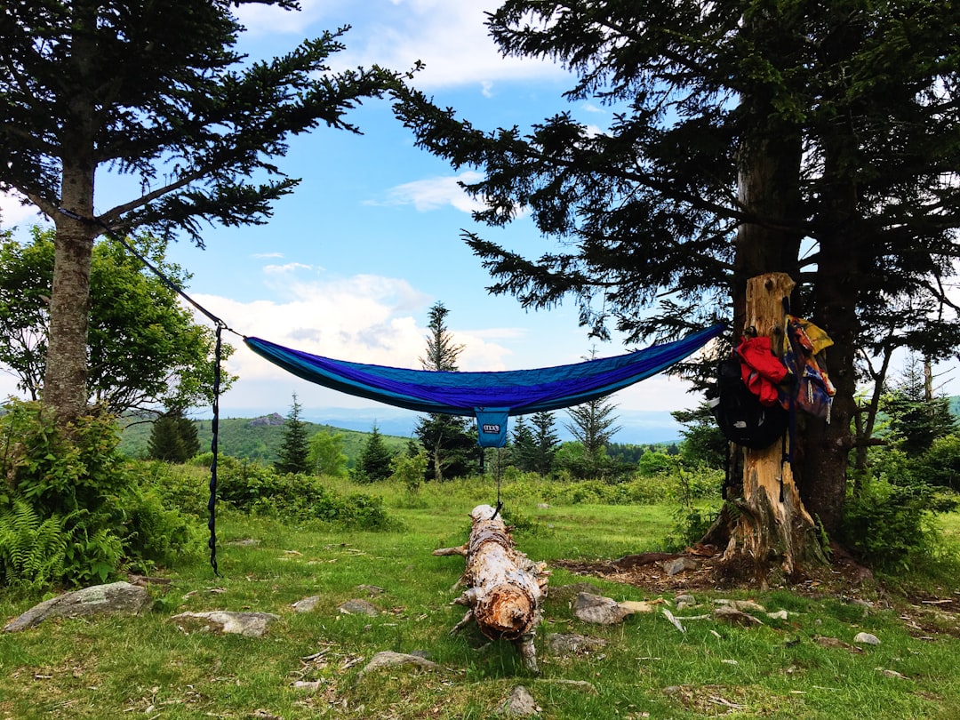 blue hammock at middle of forest,