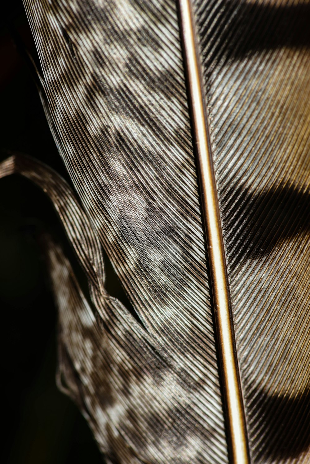 a close up of a feather with a stick sticking out of it