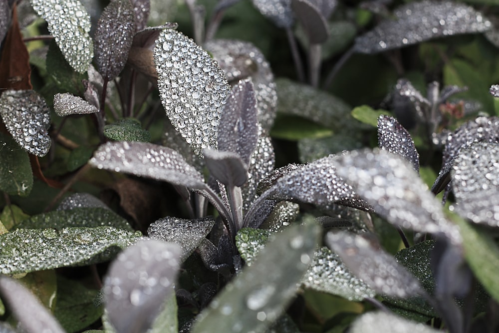 Fotografia macro de gotas de orvalho em plantas